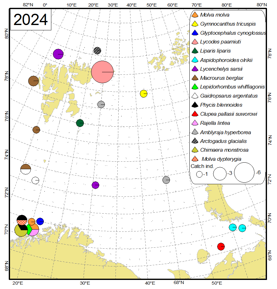 Figure 9.3.1 Distribution of rare and uncommon fish species in the Barents Sea in August-October 2024. The size of circles corresponds to total abundance (individuals per trawl station, both pelagic and bottom trawl stations were used, both pelagic and demersal species are included) 