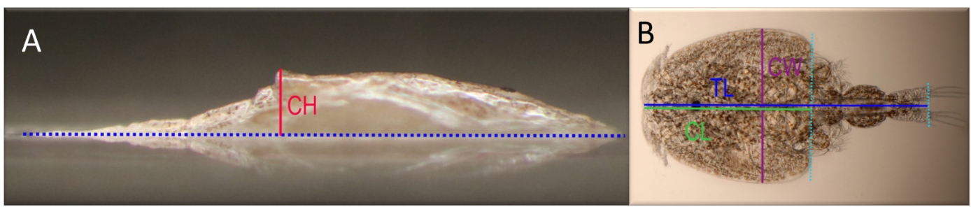Bilder av lakselus sett fra siden eller ovenfra