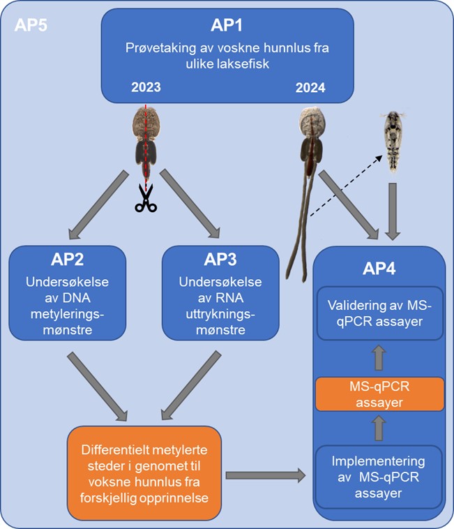 Diagram som viser organisering av arbeidspakker i prosjektet