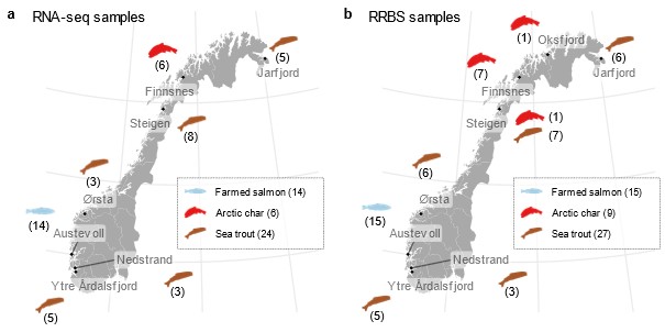 Kart som viser hvor i Norge og hvilke fisk lakselusen er innsamlet fra