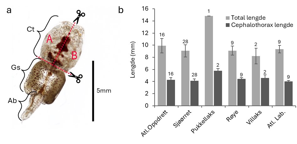 Fotografi av en lakselus med indikasjoner på hvordan den er delt. Graf som viser lengde av lus fra ulike verter