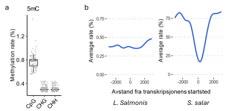 Første graf viser metyleringsrater, mens de neste to indikerer metylering i forhold til transkripsjons start i lakselus og i laks