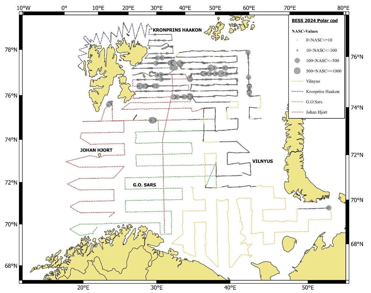 Figure 7.2.1.1 Geographical distribution of polar cod in autumn 2024 based on acoustic data. Circle sizes correspond to NASC values (m2/nmi2) per nautical mile. 