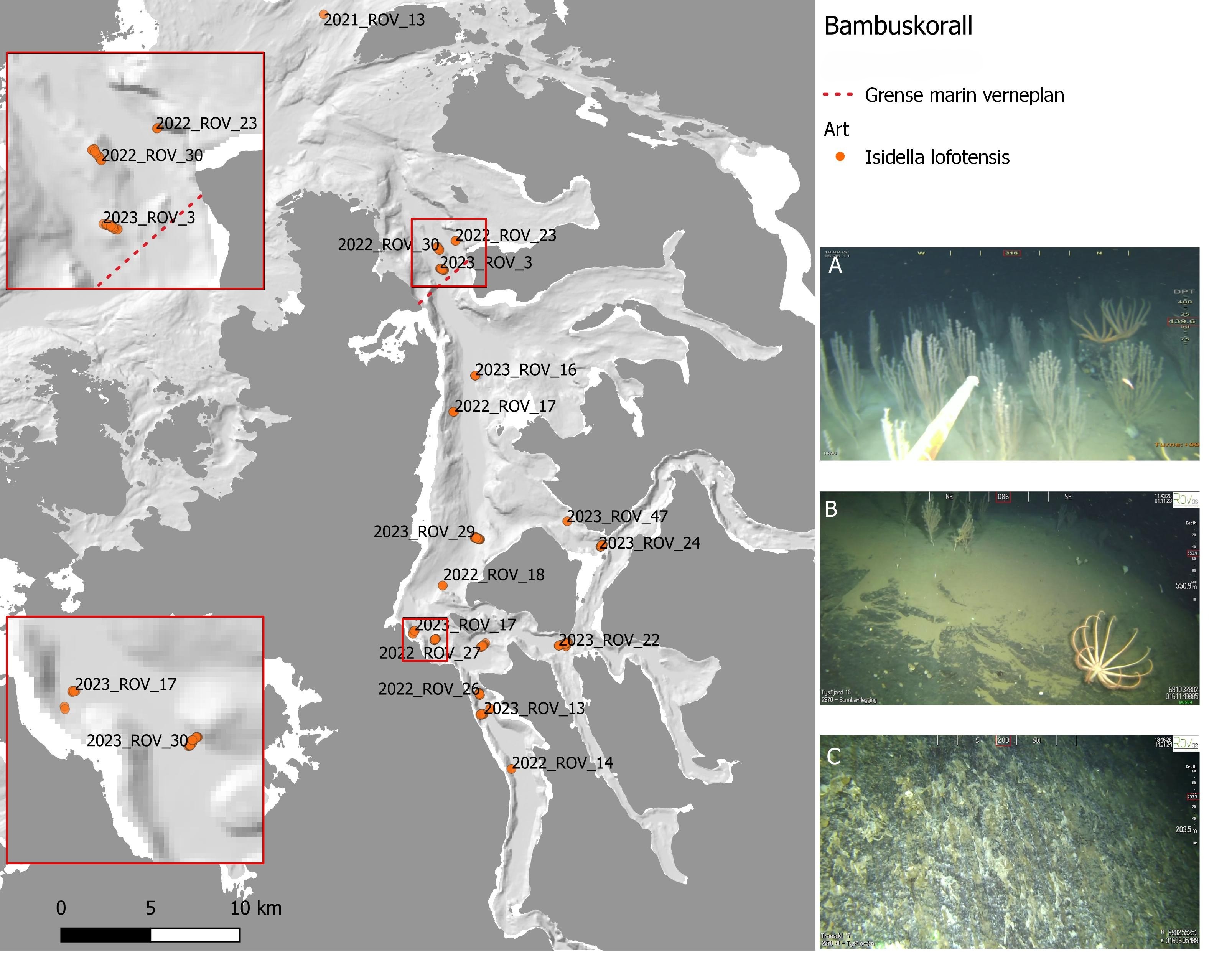 Hovedbildet viser kartutsnitt av Tysfjorden, oransje prikker er forekomster av Bambuskorall Isidella lofotensis. Rød stiplet linje er grense marin verneplan. To mindre utsnitt (tilsvarer røde ruter) viser enkelte videolinjer zoomet inn. Det er også tre bilder ved siden av kartutsnittet (A, B og C), disse er forklart i figurteksten. Skala er 0 til 10 km (nederst til venstre).