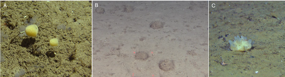 Tre bilder, A, B og C, se figurtekst. 