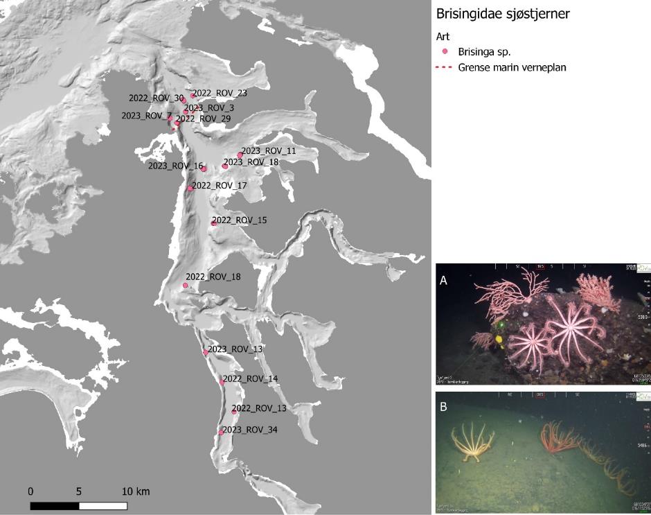Hovedbildet viser kartutsnitt av Tysfjorden. Rosa prikker er «Brisingidae sjøstjerner» Brisinga sp. Det er to mindre bilder ved siden av kartutsnittet (A øverst og B nederst), disse er forklart i figurteksten. Rød stiplet linje er grense marin verneplan. Skala er 0 til 10 km (nederst til venstre).