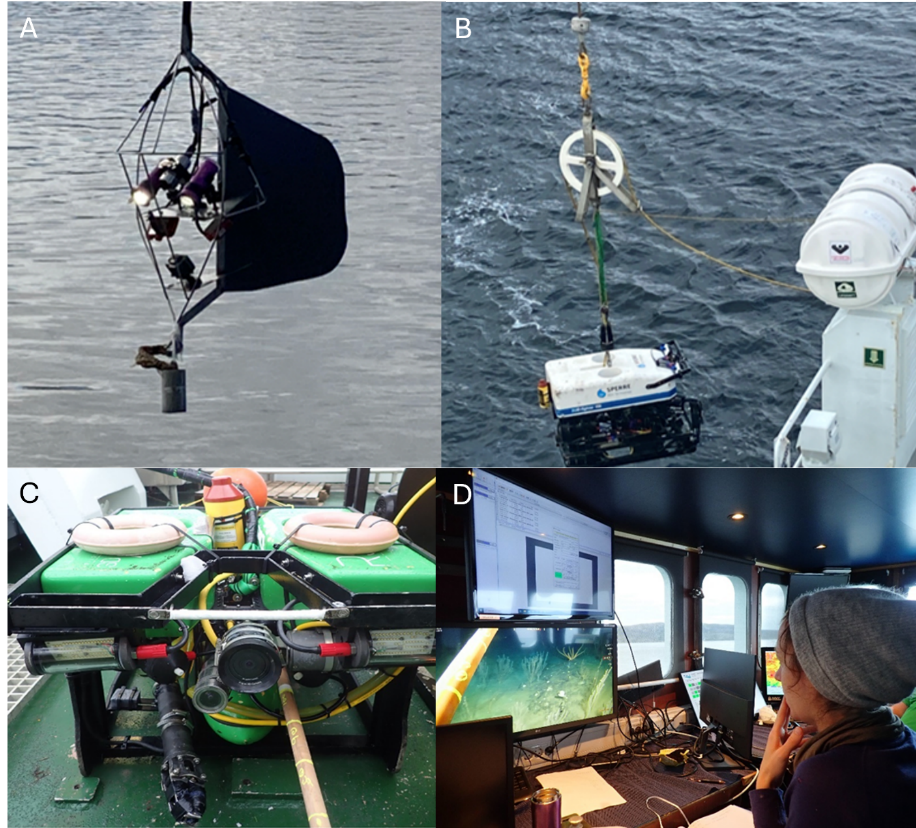 Fire fotografier, to og to, navnet A til D. A: Videoriggen hengende over vann. B: ROV henger i kran like over vannflaten. C: Nærbilde av ROV stående på dekk. D: Toktdeltaker følger med på video via skjerm. 