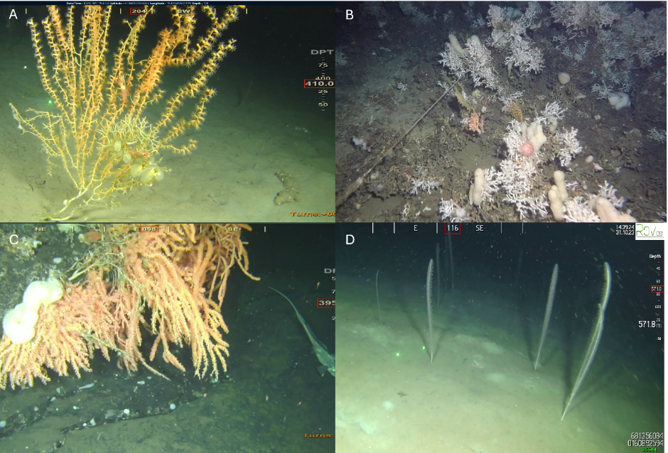  Fire fotografier, to og to, listet som i figurteksten fra øverst til venstre (A) til nederst til høyre (D).