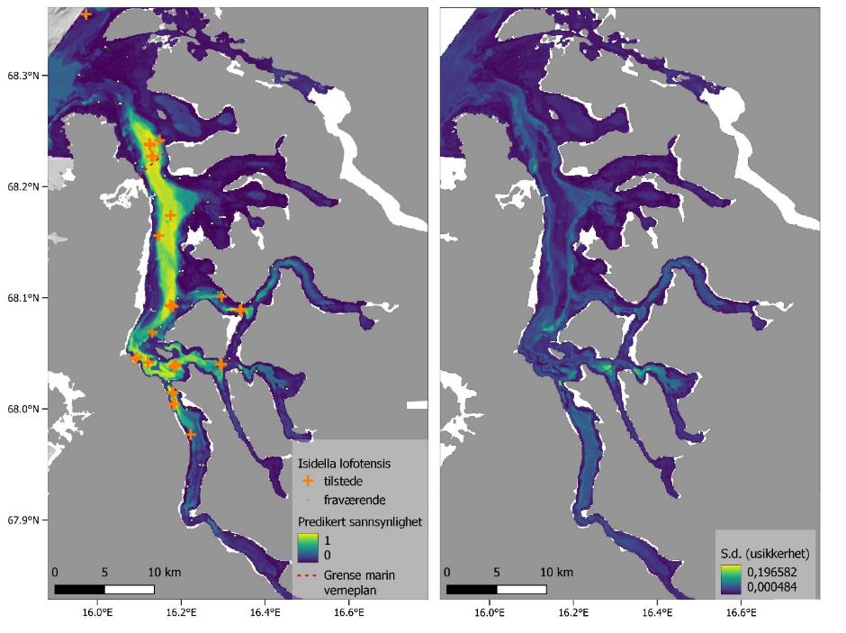 To kartutsnitt, se figurtekst. I høyre bilde: Isidella lofotensis: Gult kryss er til stede og liten prikk er fraværende. Predikert sannsynlighet fra gul (1) til mørk blå (0). Rød stiplet linje er grense marin verneplan. Høyre bilde: S.d. (usikkerhet) fra gul (0,196582) til mørk blå (0,000484). Koordinater på nederste og venstre kant. Skala fra 0 til 10 km (nederst til venstre). 