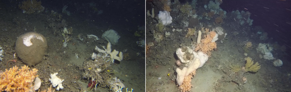 To bilder av forskjellige svamper og koraller, se figurtekst. 