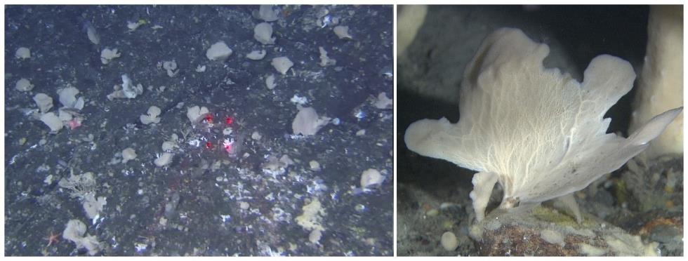 To bilder. Det til venstre viser litt på avstand, og fire røde laserpunkt er synlig midt i bildet. Og til høyre er et nærbilde av svampen.