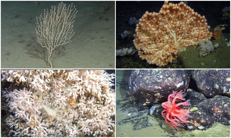 Fire fotografier, to og to, med artene listet fra øverst til venstre til nederst til høyre. 