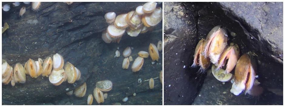 To bilder av reirskjell på vegg, det til høyre viser litt mer nærbilde av en klynge skjell.