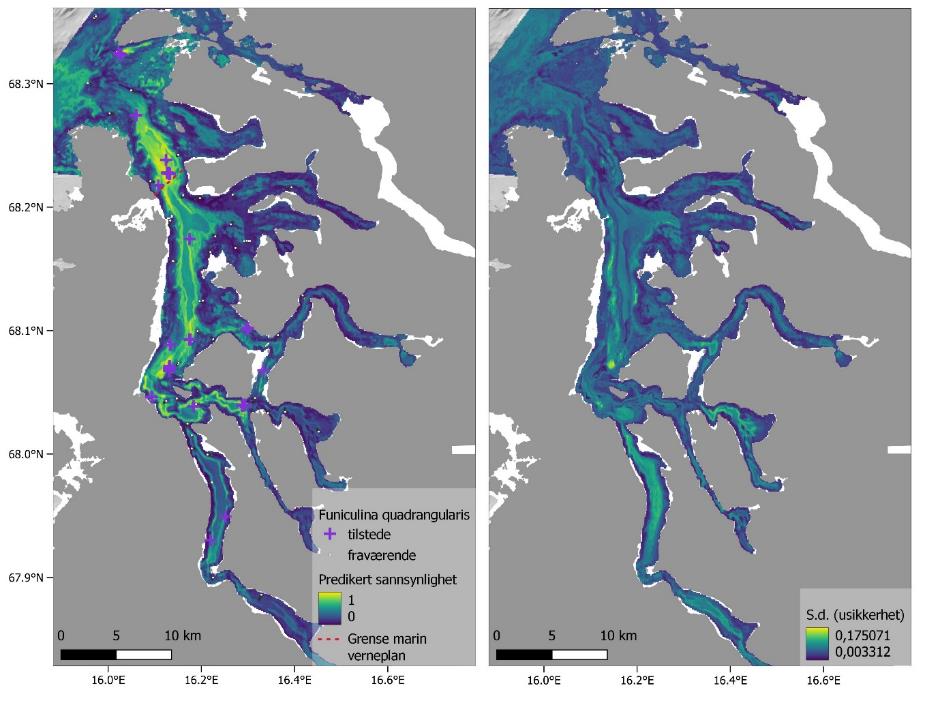To kartutsnitt, se figurtekst. I høyre bilde: Funiculina quadrangularis. Lilla kryss er til stede og liten prikk er fraværende. Predikert sannsynlighet fra gul (1) til mørk blå (0). Rød stiplet linje er grense marin verneplan. Høyre bilde: S.d. (usikkerhet) fra gul (0,175071) til mørk blå (0,003312). Koordinater på nederste og venstre kant. Skala fra 0 til 10 km (nederst til venstre).