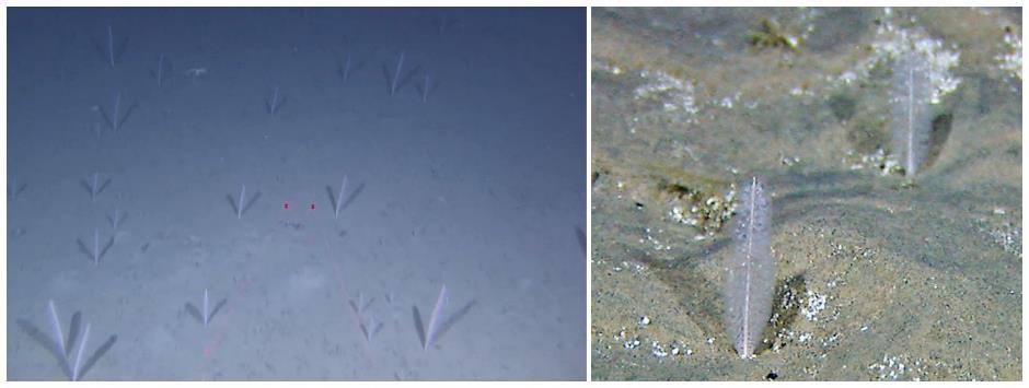 To bilder. Det til venstre viser på litt avstand, og to røde laserpunkt er synlig midt i bildet. Og til høyre er et nærbilde av sjøfjær.