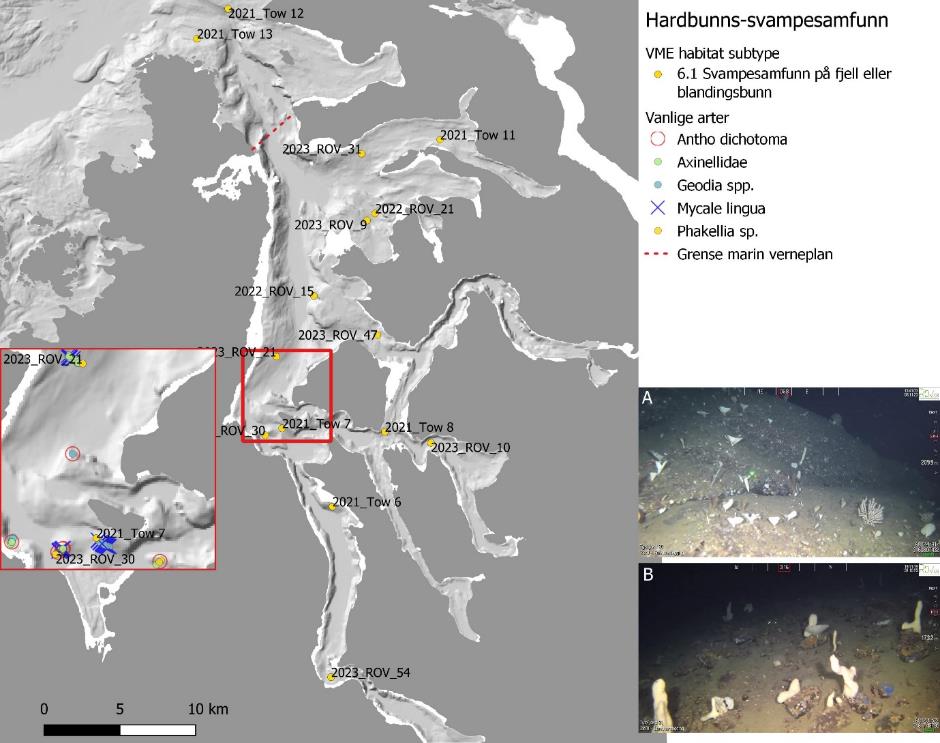 Hovedbildet viser kartutsnitt av Tysfjorden, symboler er forekomster av «Hardbunns-svampesamfunn». Mørkegule prikker tilsvarer VME habitat subtype 6.1 (Svampesamfunn på fjell eller blandingsbunn, tabell 10). Symbolene ellers tilsvarer følgende arter: hvite sirkler = A. dichotoma, lys grønne prikker = Axinellidae, blågrønne prikker = Geodia spp., lilla kryss = Mycale lingua og gule prikker = Phakelia sp. Et mindre utsnitt i nederste venstre hjørne (tilsvarer rød rute) viser enkelte videolinjer zoomet inn. Det er to mindre bilder ved siden av kartutsnittet (A øverst og B nederst), disse er forklart i figurteksten. Rød stiplet linje er grense marin verneplan. Skala er 0 til 10 km (nederst til venstre).