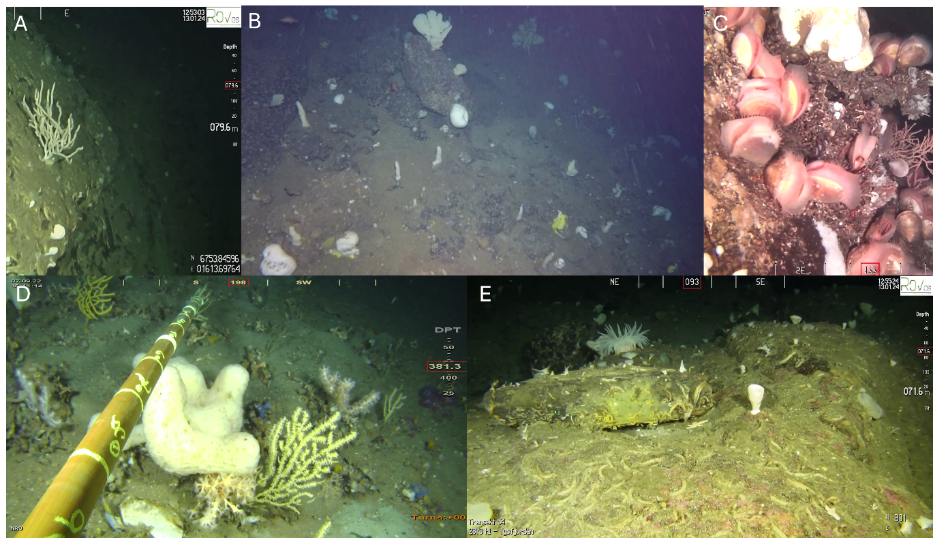 Fem bilder, A, B og C øverst, og D og E nederst. Informasjon i figurtekst. 