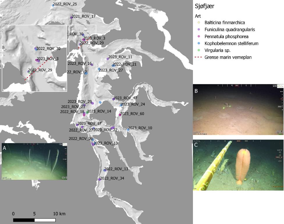 Hovedbildet viser kartutsnitt av Tysfjorden, prikker er forekomster av «Sjøfjær». Prikkene tilsvarer følgende arter: gul = Balticina finmarchia, lilla = Funiculina quadrangularis, rosa = Pennatula phosphorea, blå = Kophobelemnon stelliferum og grønn = Virgularia sp. Rød stiplet linje er grense marin verneplan. Et mindre utsnitt i øverste venstre hjørne (tilsvarer hvit rute) viser enkelte videolinjer zoomet inn. Det er også et bilde innfelt i kartutsnittet (A) og to mindre bilder ved siden av kartutsnittet (B øverst og C nederst), disse er forklart i figurteksten. Skala er 0 til 10 km (nederst til venstre).