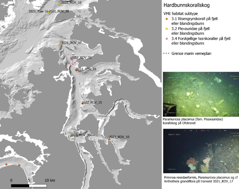 Hovedbildet viser kartutsnitt av Tysfjorden, prikker er forekomster av «Hardbunnskorallskog». Symbolene tilsvarer VME habitat subtype (se tabell 6). Oransje prikk = 3.1, gul prikk = 3.2 og lilla prikk = 3.4. Rød stiplet linje er grense marin verneplan. Det er også to mindre bilder ved siden av kartutsnittet: Øverst er P. placomus, korallskog på Ofotrevet. Nederst er P. resedaeformis, P. placomus og cf A. grandiflora på transekt 2021_ROV_17. Skala er 0 til 10 km (nederst til venstre).