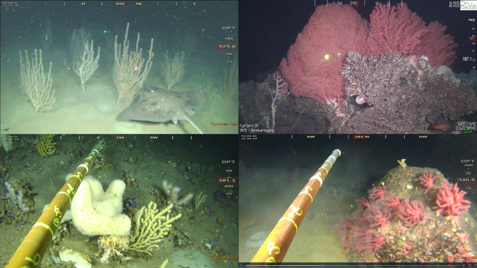 Fire bilder, to og to, som listet i figurteksten, fra øverst til venstre til nederst til høyre. I bilde A er det også synlig en skate. 