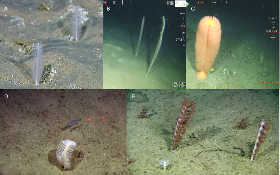 Fem bilder, A, B og C øverst, og D og E nederst. Informasjon i figurtekst. 