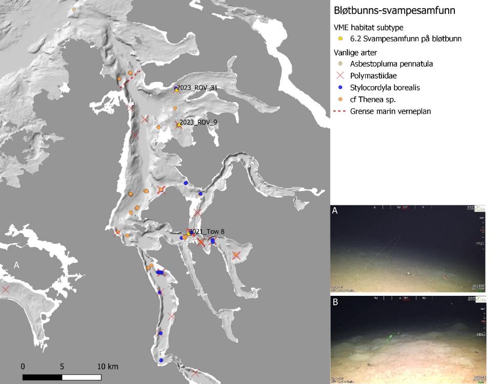 Hovedbildet viser kartutsnitt av Tysfjorden, symboler er forekomster av «Bløtbunns-svampesamfunn». Gule prikker tilsvarer VME habitat subtype 6.2 (Svampesamfunn på bløtbunn, tabell 11). Symbolene ellers tilsvarer følgende arter: gulhvit prikk = A. pennatula, rødt kryss = Polymastiidae, blå prikk = S. borealis og oransje prikk = cf Thenae sp. Det er to litt uklare mindre bilder ved siden av kartutsnittet (A øverst og B nederst), disse er forklart i figurteksten. Rød stiplet linje er grense marin verneplan. Skala er 0 til 10 km (nederst til venstre).