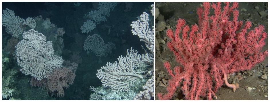 To fotografier, det til venstre litt mer på avstand og det til høyre med litt mer nærbilde av en rødrosa Paragorgea arborea. 