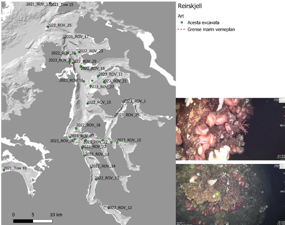 Hovedbildet viser kartutsnitt av Tysfjorden. Grønne prikker er «Reirskjell» Acesta excavata. Det er to mindre bilder ved siden av kartutsnittet. Øverste bilde med klynger av reirskjell, og nederste bilde med korall og reirskjell. Rød stiplet linje er grense marin verneplan. Skala er 0 til 10 km (nederst til venstre).