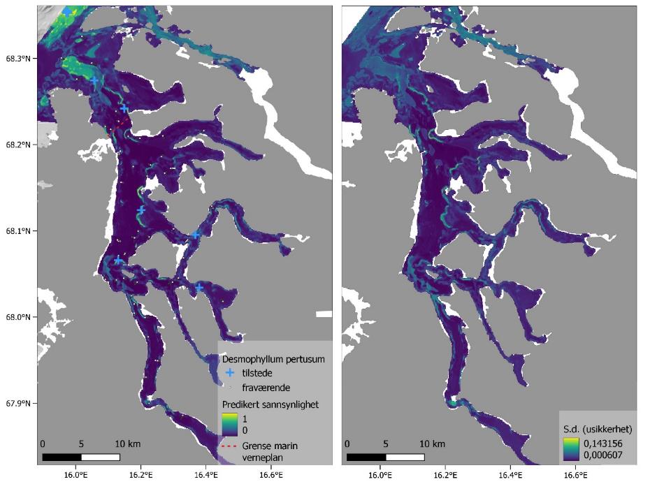 To kartutsnitt, se figurtekst. I høyre bilde: Desmophyllum pertusum. Blått kryss er til stede og liten prikk er fraværende. Predikert sannsynlighet fra gul (1) til mørk blå (0). Rød stiplet linje er grense marin verneplan. Høyre bilde: S.d. (usikkerhet) fra gul (0,143156) til mørk blå (0,000607). Koordinater på nederste og venstre kant. Skala fra 0 til 10 km (nederst til venstre).