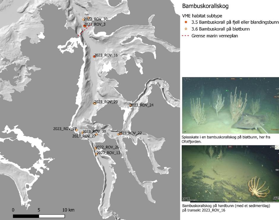 Hovedbildet viser kartutsnitt av Tysfjorden, prikker er forekomster av «Bambuskorallskog». Symbolene tilsvarer VME habitat subtype (se tabell 7). Oransje prikk = 3.5 og gul prikk = 3.6. Rød stiplet linje er grense marin verneplan. Det er også to mindre bilder ved siden av kartutsnittet: Øverst «Spisskate i en bambuskorallskog på bløtbunn, her fra Ofotfjorden». Nederst er «Bambuskorallskog på hardbunn (med et sedimentlag) på transekt 2023_ROV_16». Skala er 0 til 10 km (nederst til venstre).