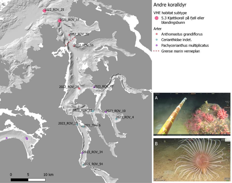 Hovedbildet viser kartutsnitt av Tysfjorden, prikker er forekomster av «Andre koralldyr». Store rosa sirkler viser VME habitat subtype 5.3 i tabell 9 (Kjøttkorall på fjell eller blandingsbunn). Prikker symboliserer følgende arter (tabell 9). Rosa = Anthomastus grandiflorus, blågrønn = Cerianthidae indet, og lilla = Pachycerianthus multiplicatus. Rød stiplet linje er grense marin verneplan. Det er også to mindre bilder ved siden av kartutsnittet: A øverst og B nederst, informasjon i figurtekst. Skala er 0 til 10 km (nederst til venstre).