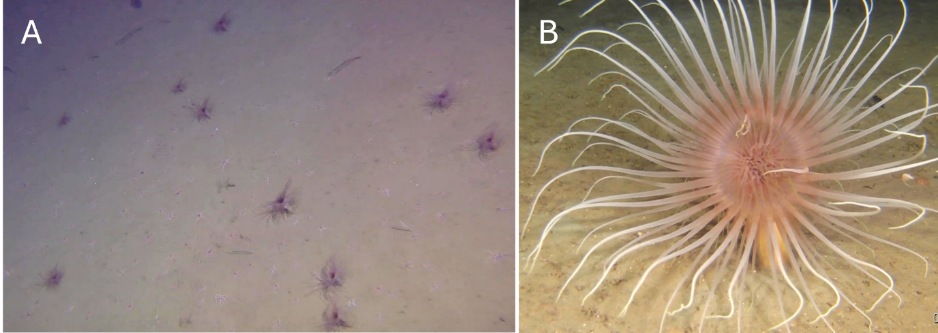 To bilder. Det til venstre (A) viser flere individer på litt avstand. Og til høyre (B) er et nærbilde.