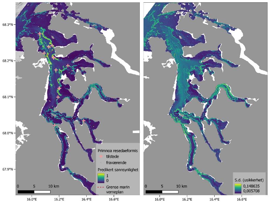 To kartutsnitt, se figurtekst. I høyre bilde: Primnoa resedaeformis. Rosa kryss er til stede og liten prikk er fraværende. Predikert sannsynlighet fra gul (1) til mørk blå (0). Rød stiplet linje er grense marin verneplan. Høyre bilde: S.d. (usikkerhet) fra gul (0,148635) til mørk blå (0,005708). Koordinater på nederste og venstre kant. Skala fra 0 til 10 km (nederst til venstre).
