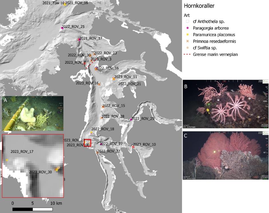 Hovedbildet viser kartutsnitt av Tysfjorden, prikker er forekomster av «Hornkoraller». Symbolene tilsvarer følgende arter: hvit prikk = cf Anthothela sp., rosa prikk = Paragorgia arborea, gul prikk = Paramuricea placomus, oransje kryss = Primnoa resedaeformis og grå prikk = cf Swiftia sp. Rød stiplet linje er grense marin verneplan. Et mindre utsnitt i nederste venstre hjørne (tilsvarer rød rute) viser enkelte videolinjer zoomet inn. Det er også et bilde innfelt i kartutsnittet (A) og to mindre bilder ved siden av kartutsnittet (B øverst og C nederst), disse er forklart i figurteksten. Skala er 0 til 10 km (nederst til venstre).