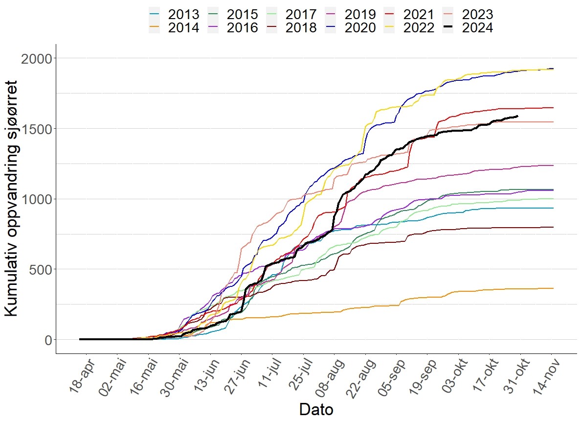 Kumulativ oppvandring av sjøørret fra 2013 til 2024. Oppvandringsforløpet i 2024 er tegnet i svart strek. 