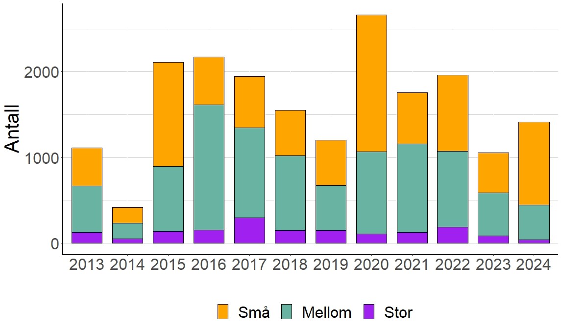 Størrelsesfordeling av villaks fra 2013 til 2024. Smålaks < 3kg, mellomlaks 3-7 kg og storlaks > 7kg.