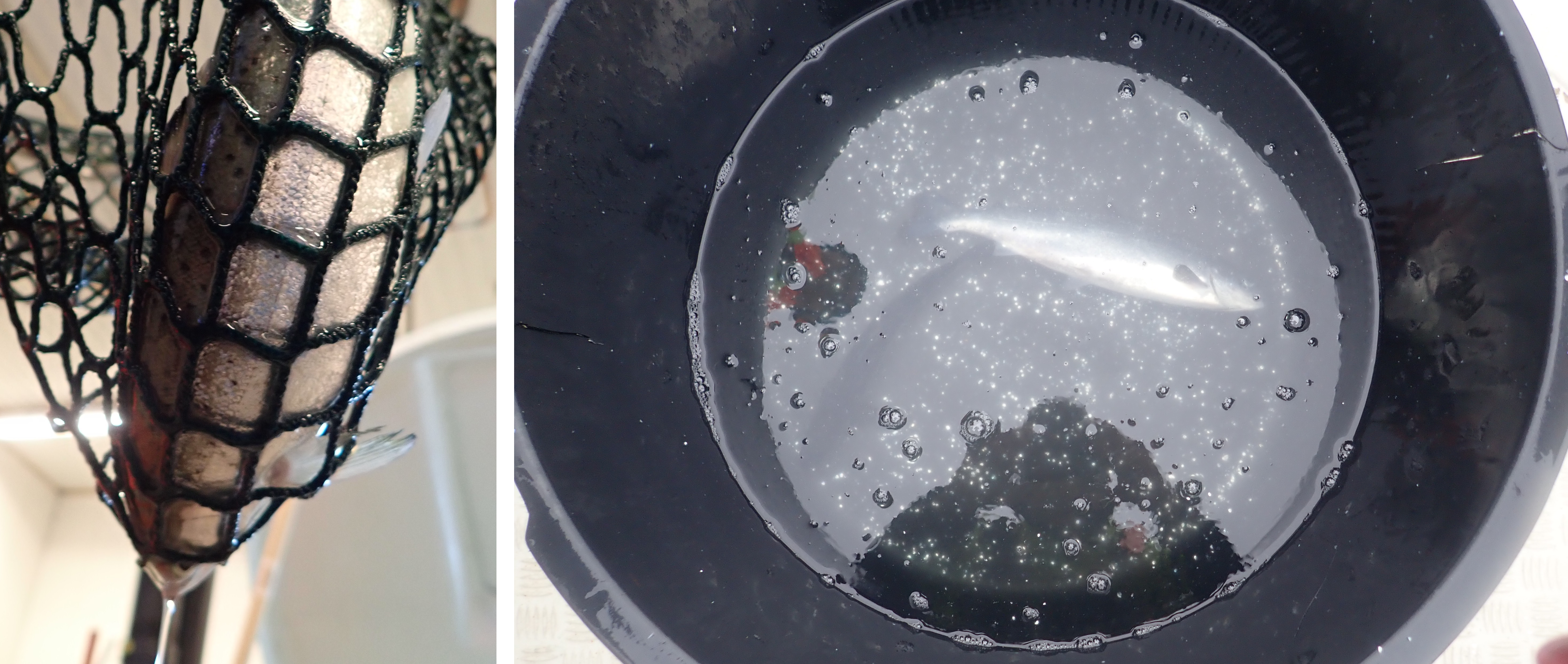 Fin splitting and scale loss