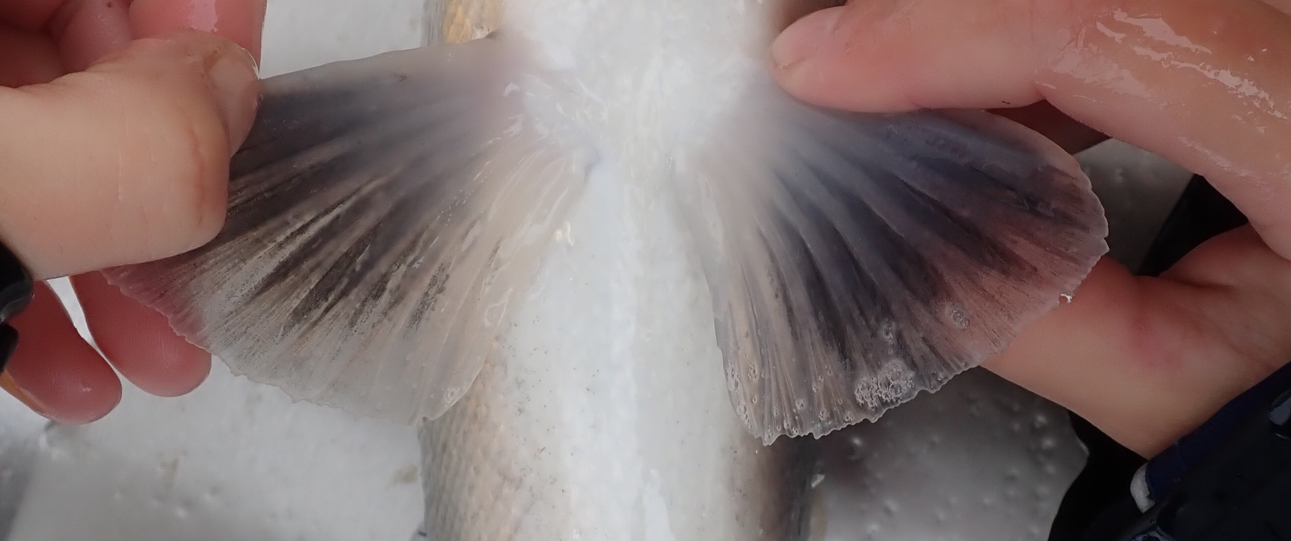 Pectoral fins