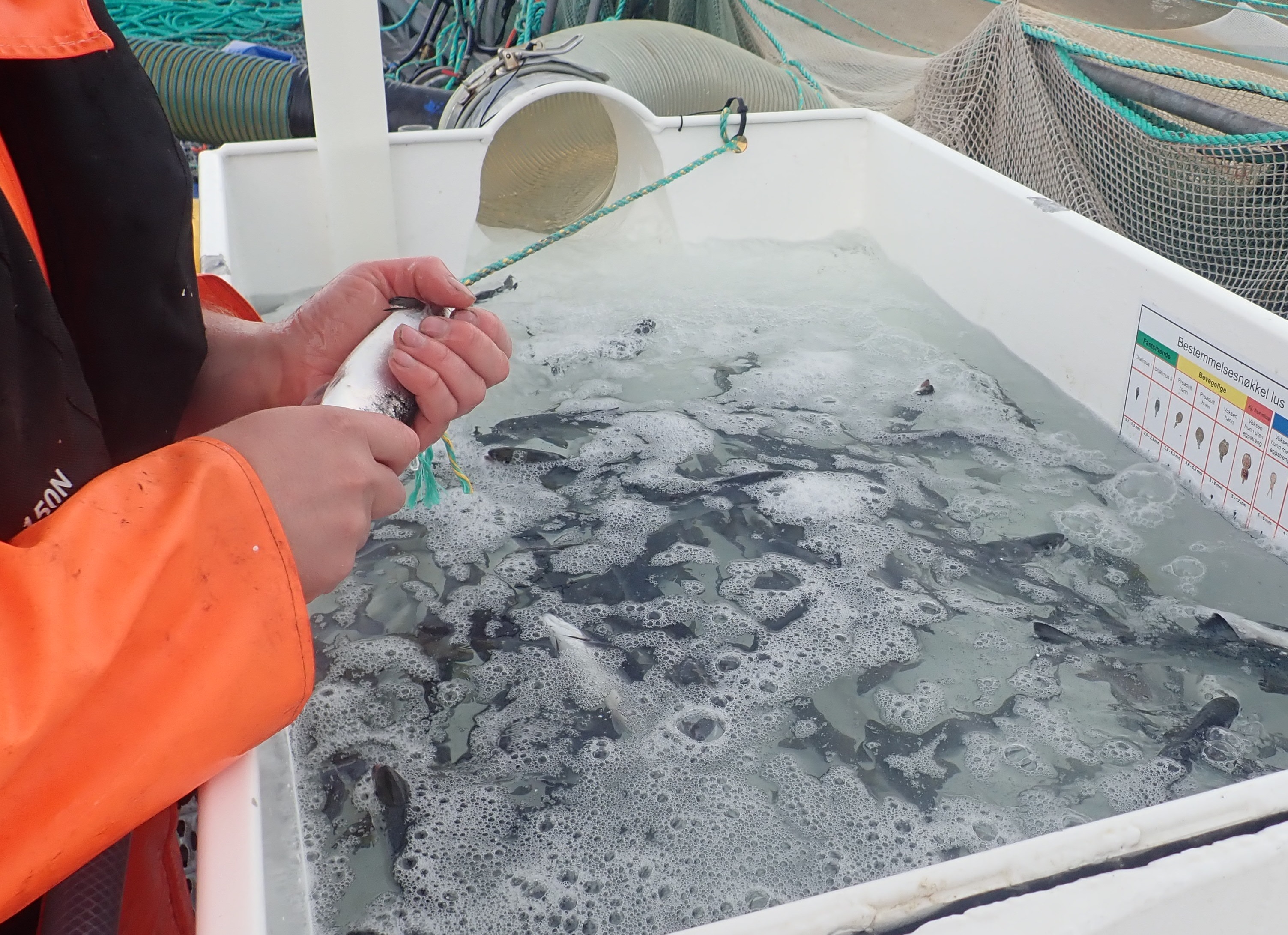 Anaesthetic tank during examination