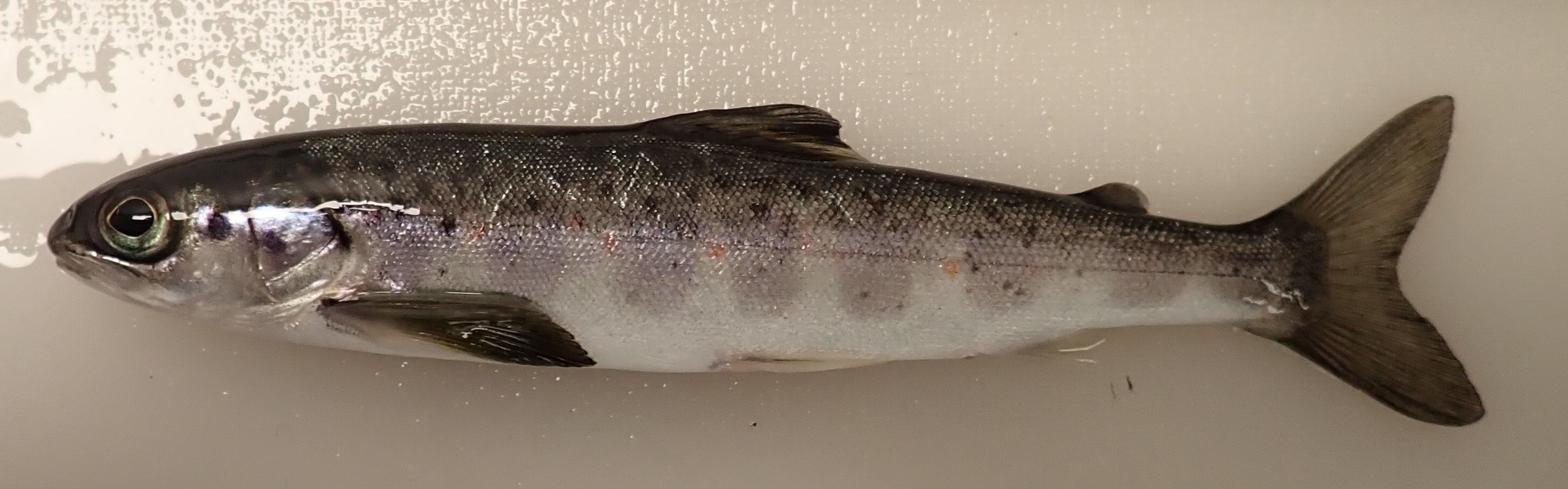 Wild smolt