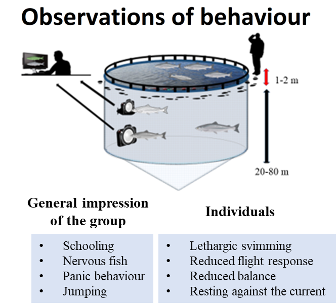 behaviour salmon in cage