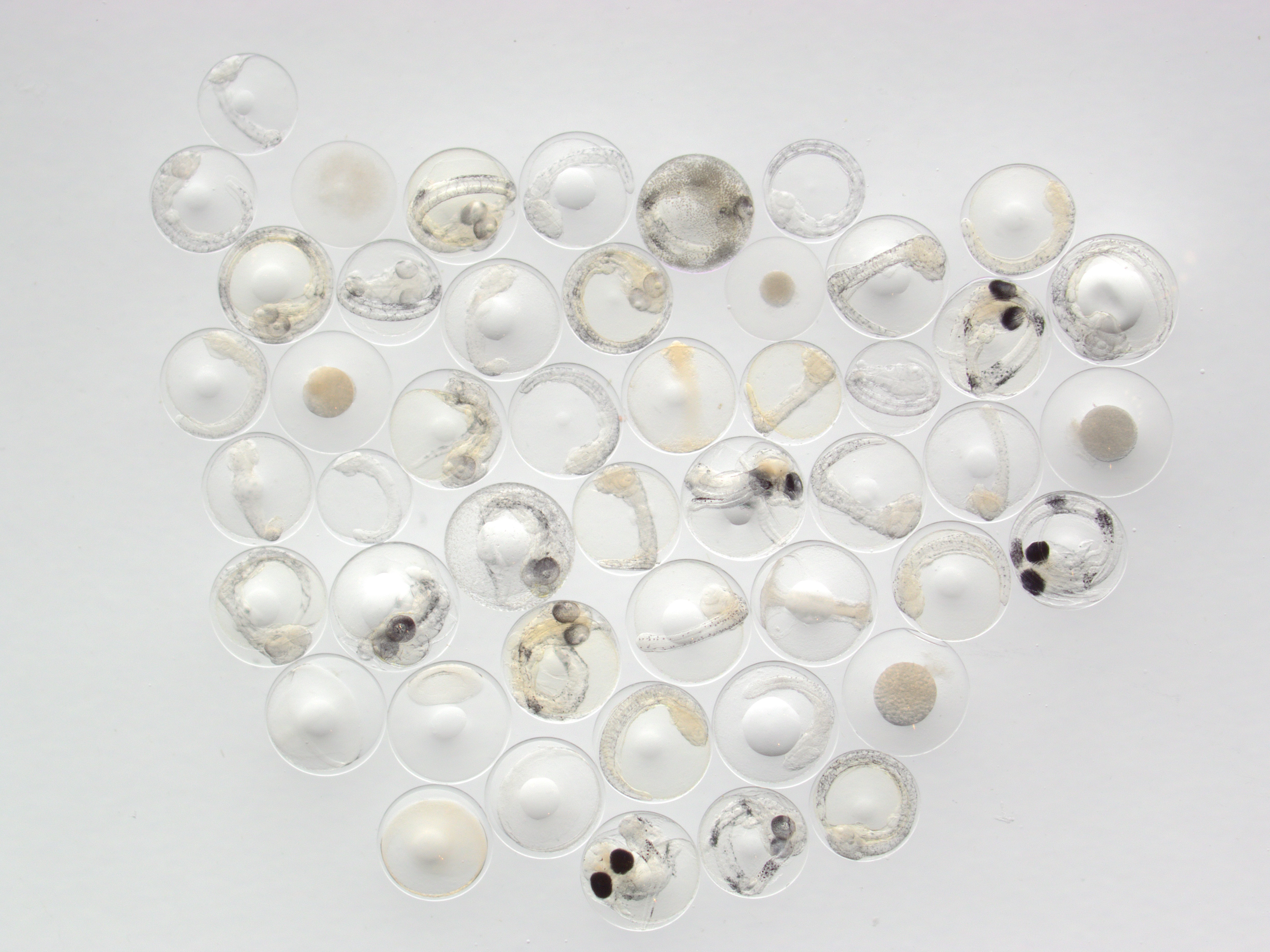 Egg samlet inn fra nord for Aursnes. Egg med tydelige pigmentbånd er torskeegg.