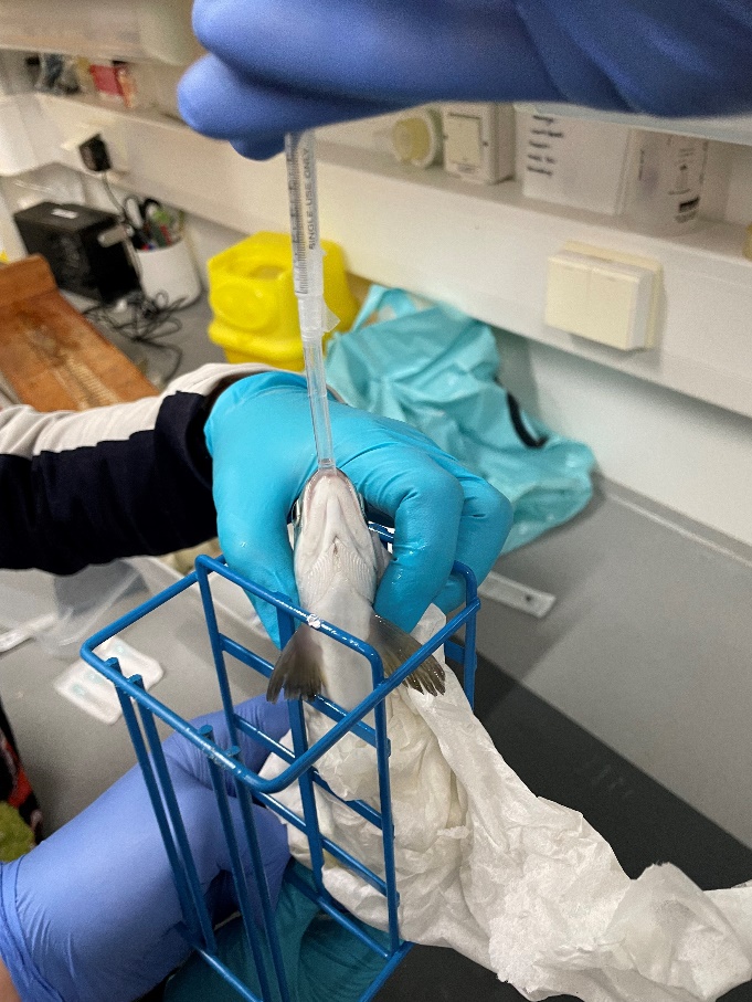 Bildet viser oral intubering ved infeksjon av fisk med S. salmonicida