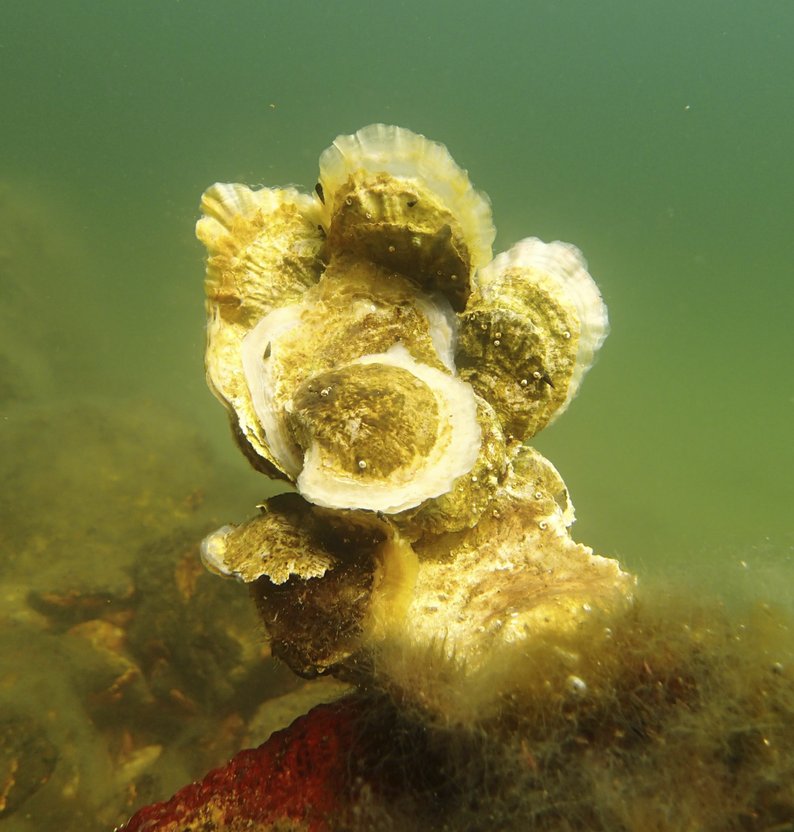 
del av %C3%B8stersrev MB