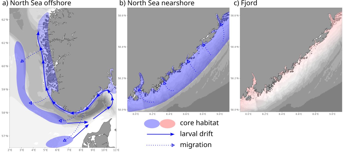 Maps showing life cycle patterns for North Sea and fjord cod ecotypes: core adult habitat, larval drift, and migration.