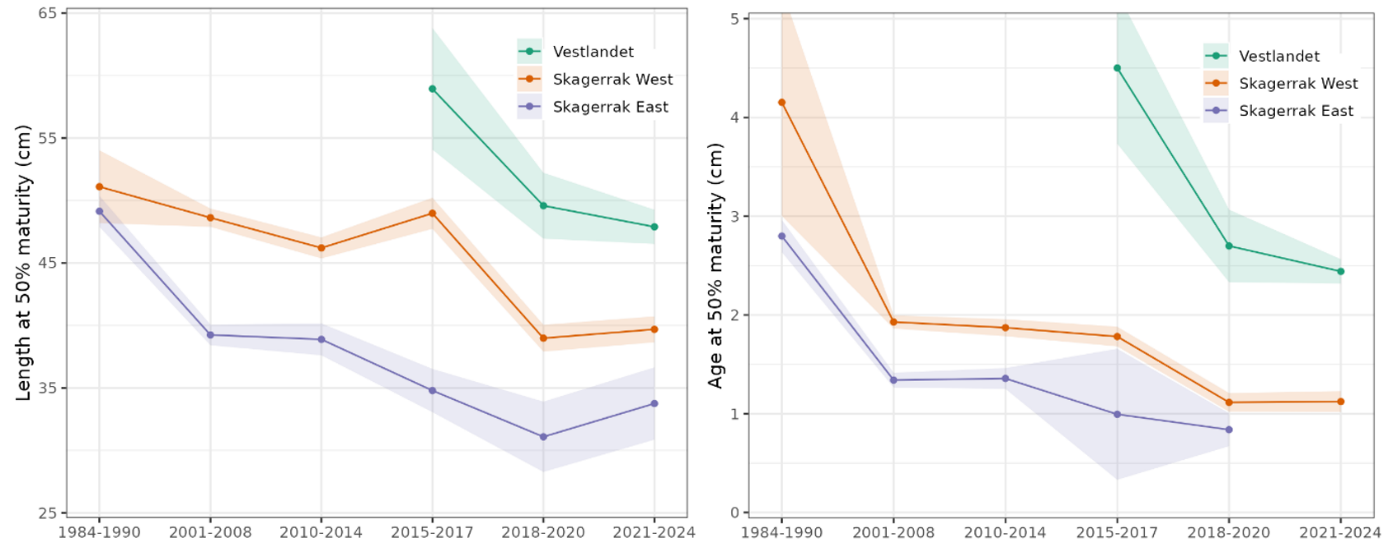 Change in maturity length and age from Skagerrak and Vestlandet gillnet surveys