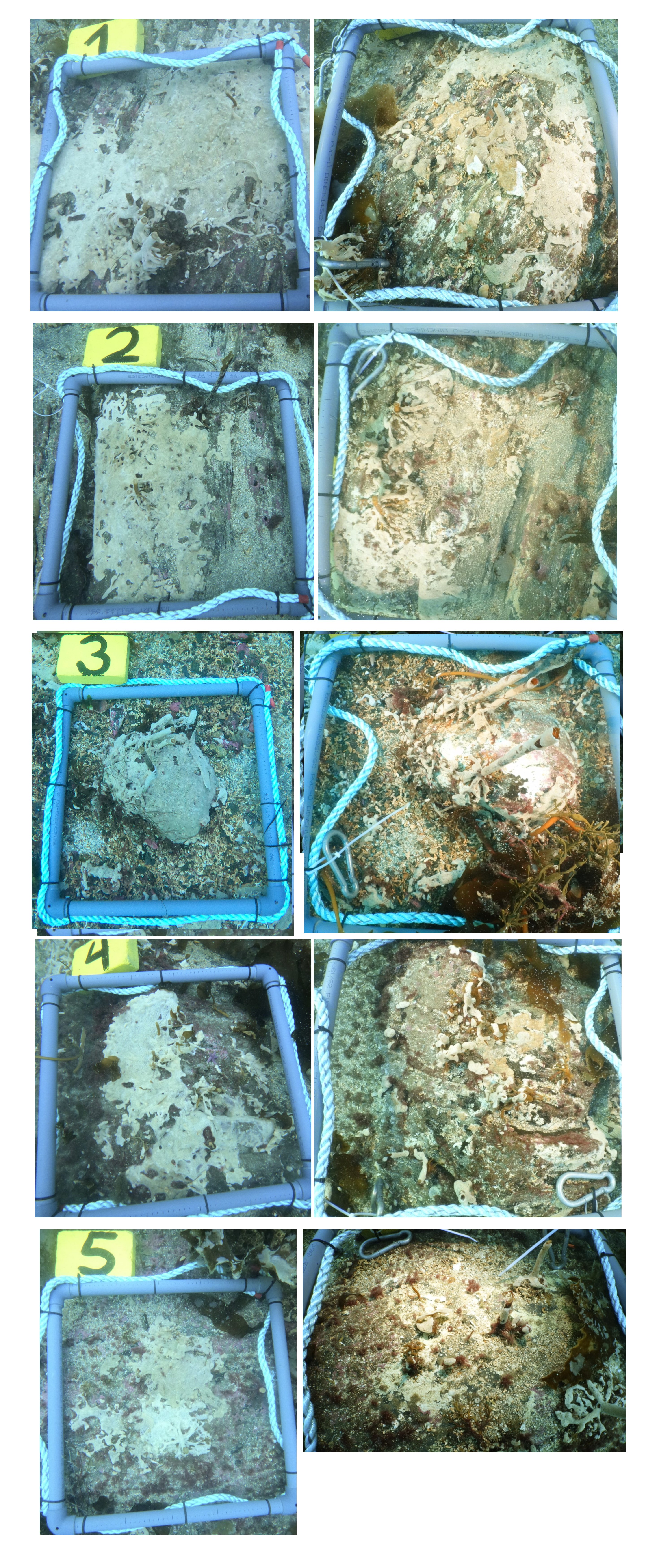 Bildet viser behandlede kolonier på bunn