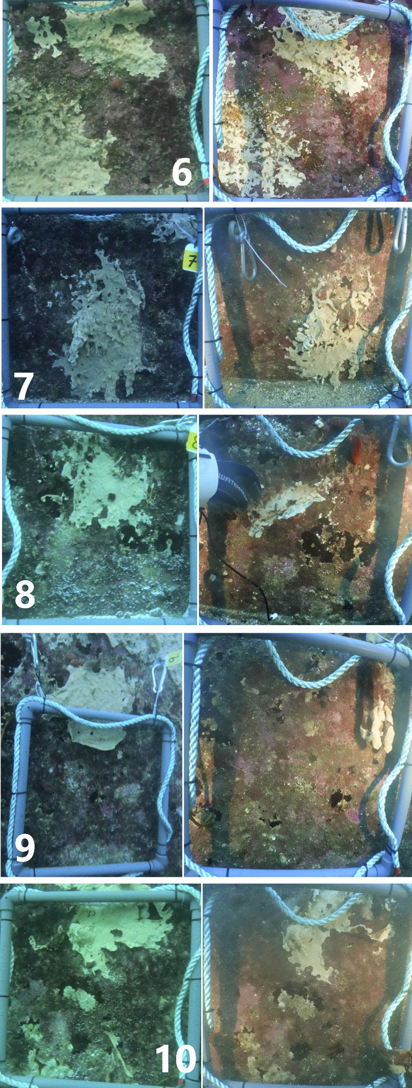 Bilder av kolonier på vegg som er behandlet med kalk 