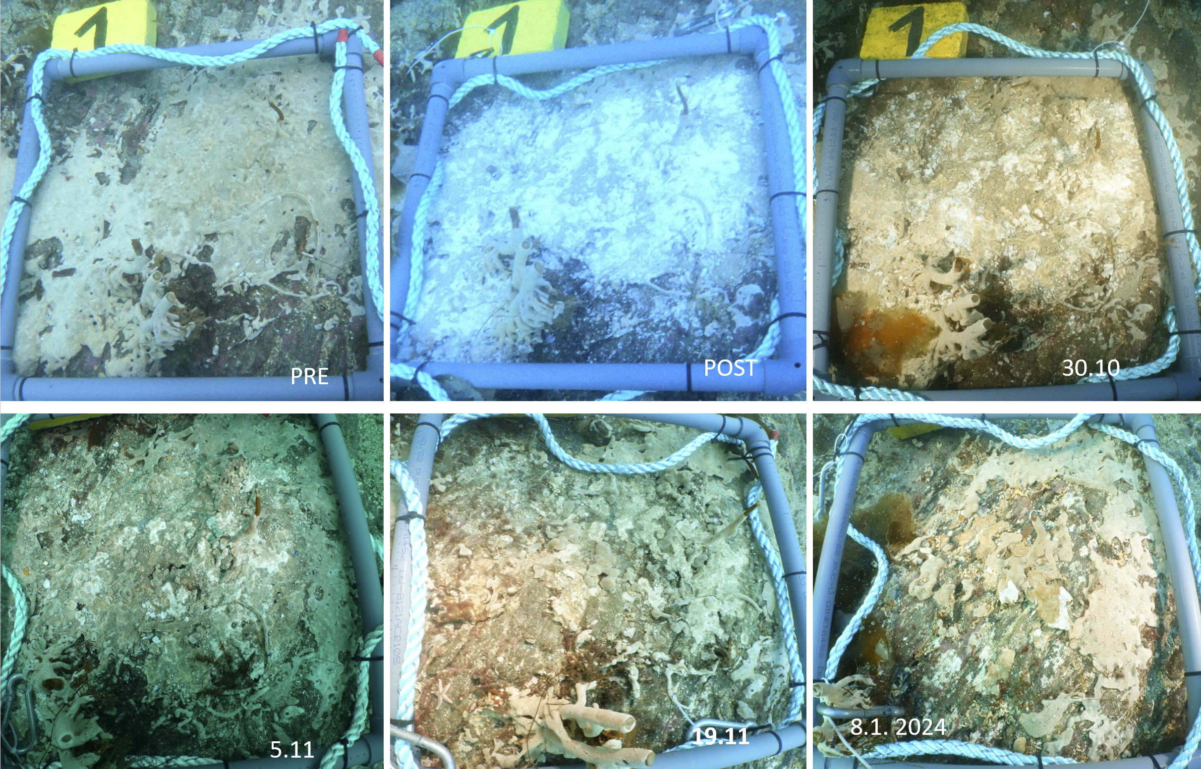 Bildet viser typisk forløp for kolonier behandlet på bunn 