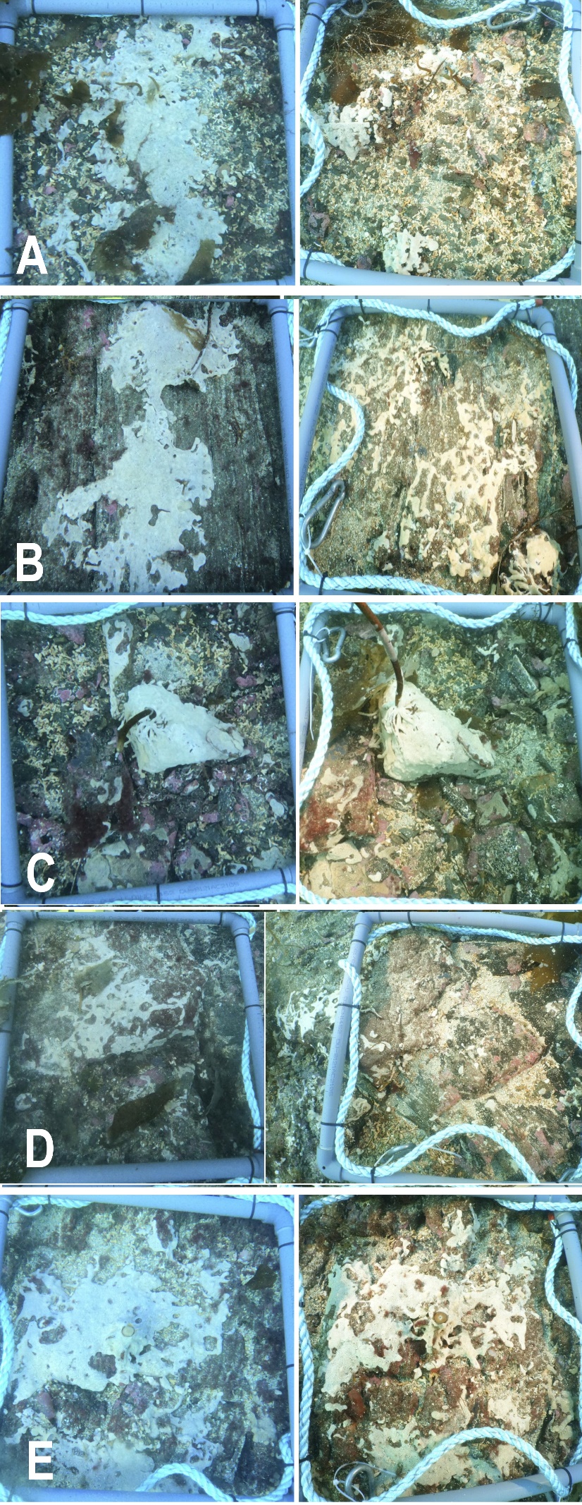 Bilder av kontrollkolonier på bunn